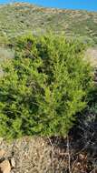 Image of Juniperus phoenicea subsp. turbinata (Guss.) Nyman