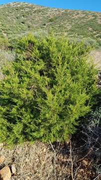 Juniperus phoenicea subsp. turbinata (Guss.) Nyman的圖片