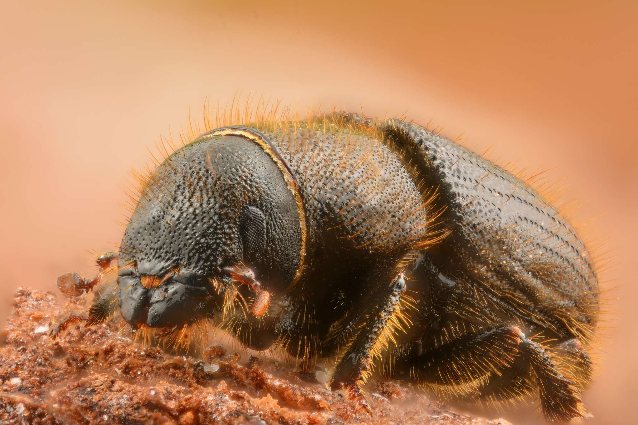 Image of European spruce beetle