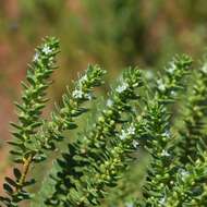 Image of Myoporum brevipes Benth.