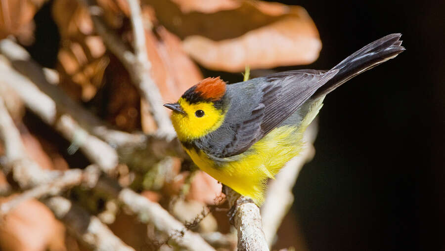 Image of Collared Whitestart