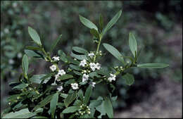 Sivun Myoporum caprarioides Benth. kuva