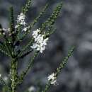 Image of Myoporum salsoloides Turcz.