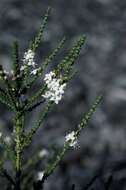 Image of Myoporum salsoloides Turcz.