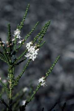 Myoporum salsoloides Turcz. resmi