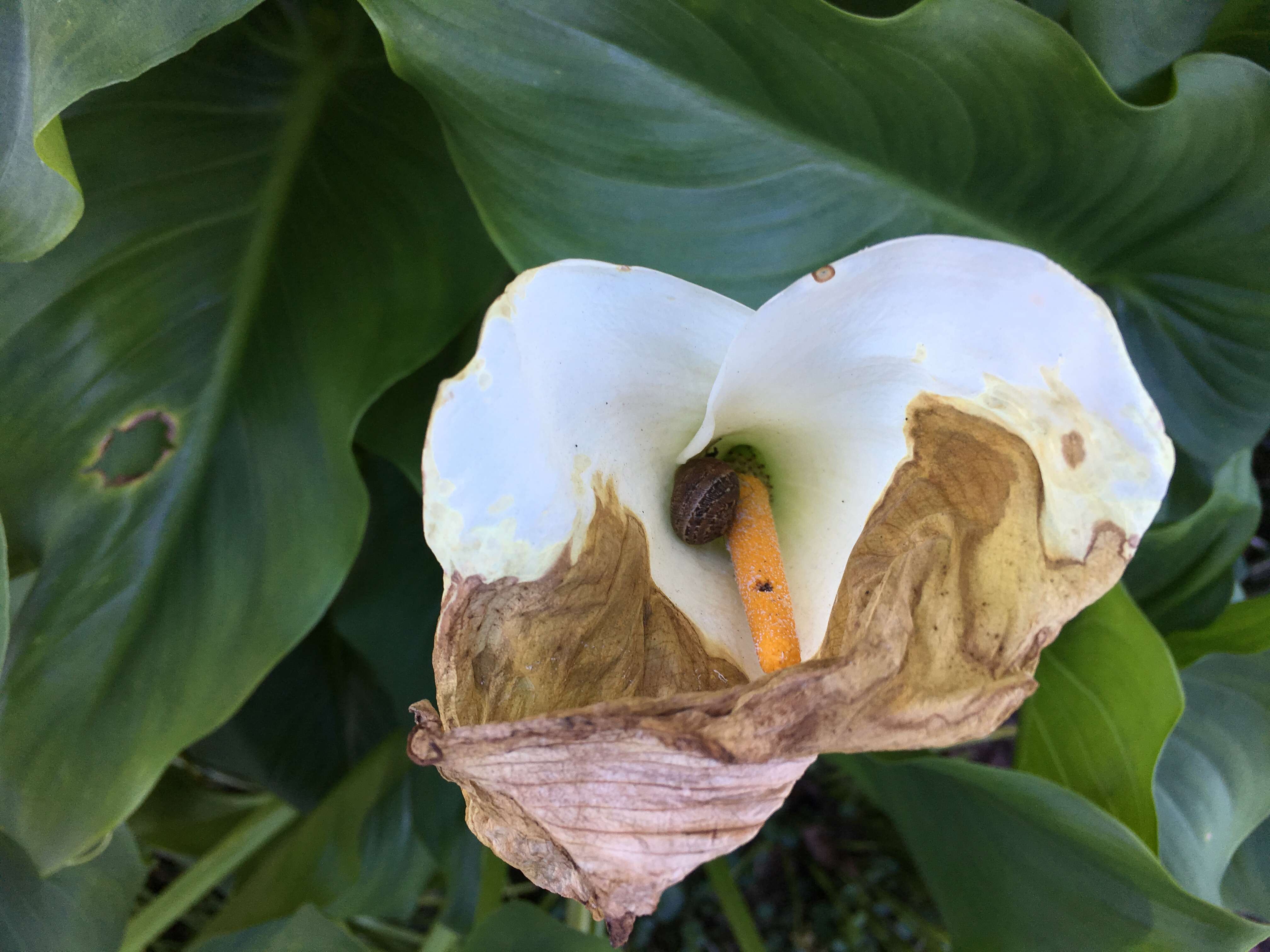 Image of Arum lily