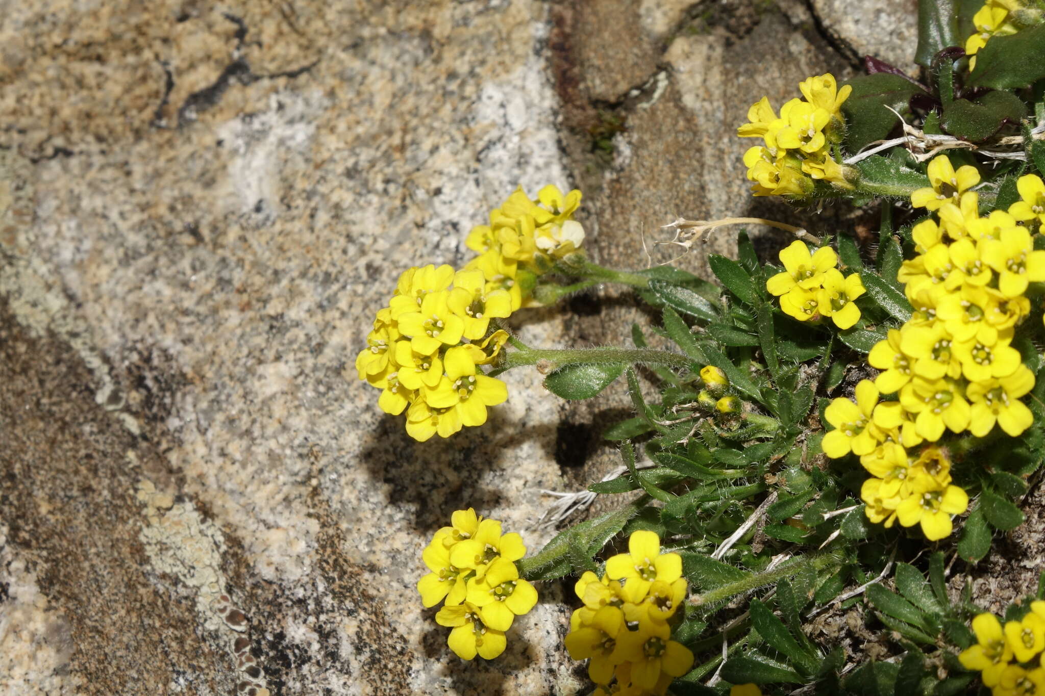 Imagem de Draba grayana (Rydb.) C. L. Hitchc.