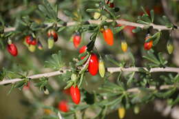 Image of Carolina desert-thorn