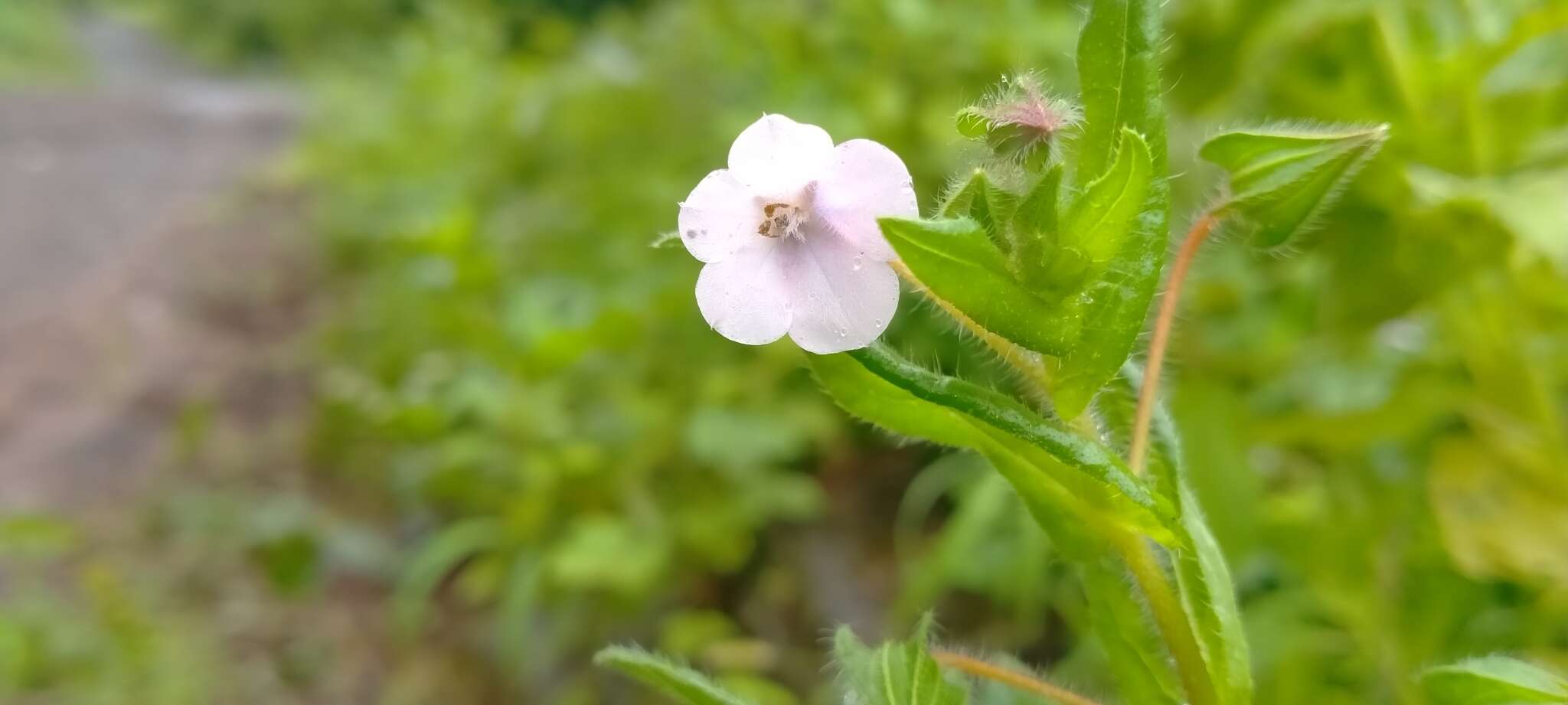 Trichodesma inaequale Edgew. resmi