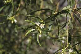 Image of Myoporum platycarpum R. Br.