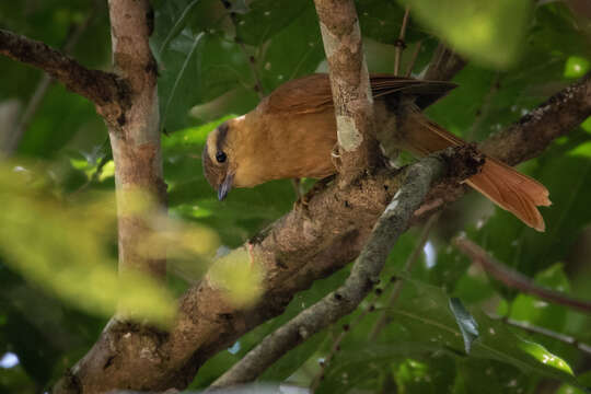 Image of Ochre-breasted Foliage-gleaner