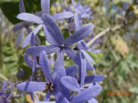 Image of petrea