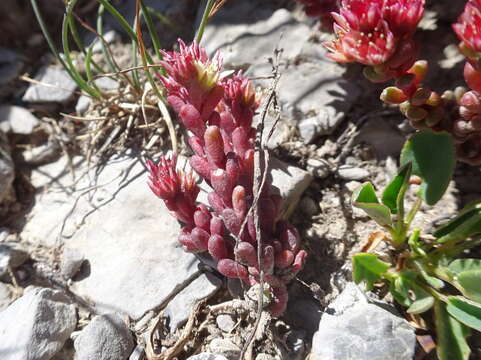 Слика од Sedum atratum L.