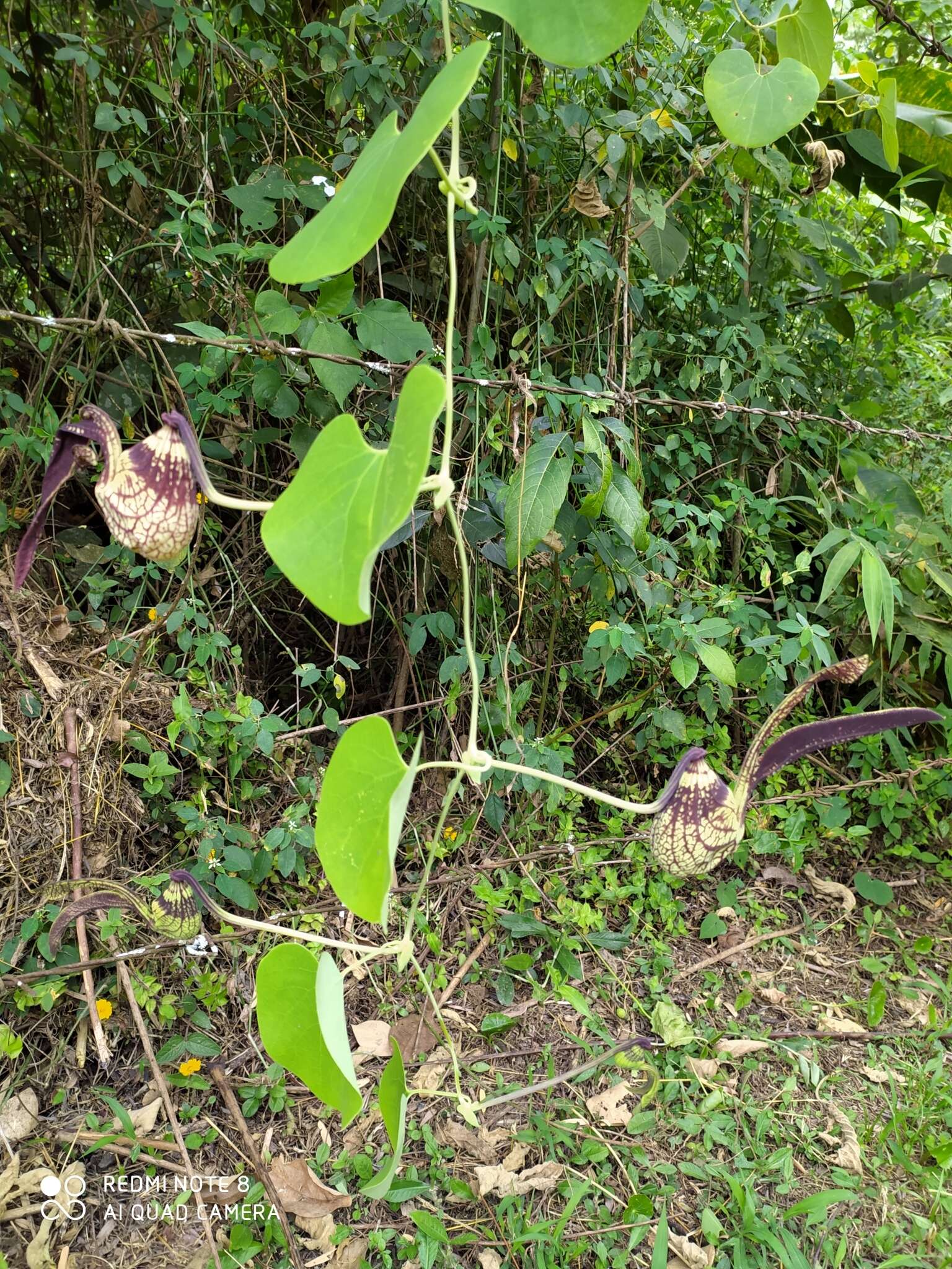 Image de Aristolochia ringens Vahl