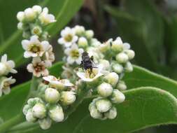 Image of Anthricinan yellow-faced bee