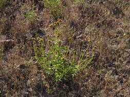 Image of Cusick's sunflower