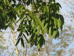 Image of Honduras mahogany