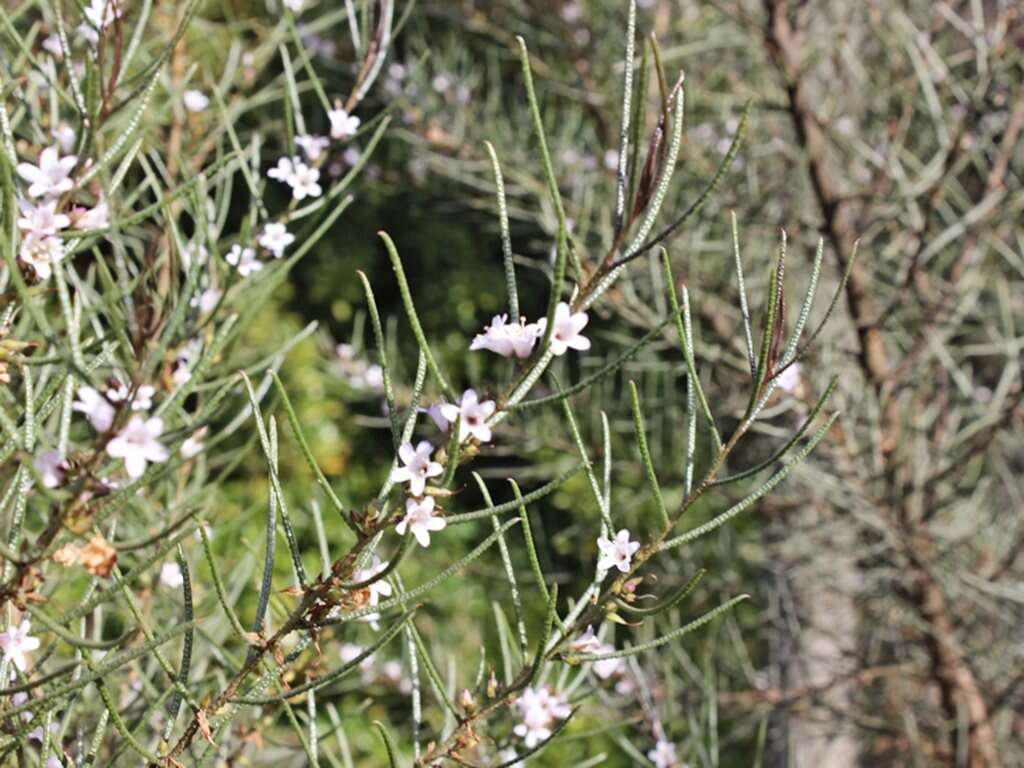 Image de Myoporum turbinatum R. J. Chinnock