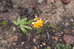 Freesia fergusoniae L. Bolus resmi