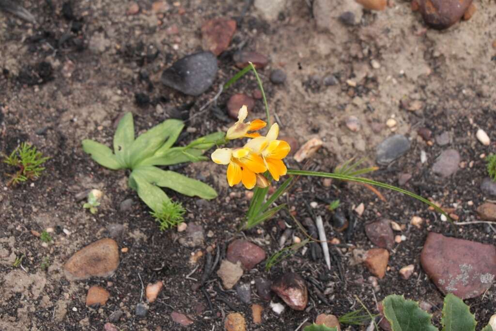 Freesia fergusoniae L. Bolus resmi