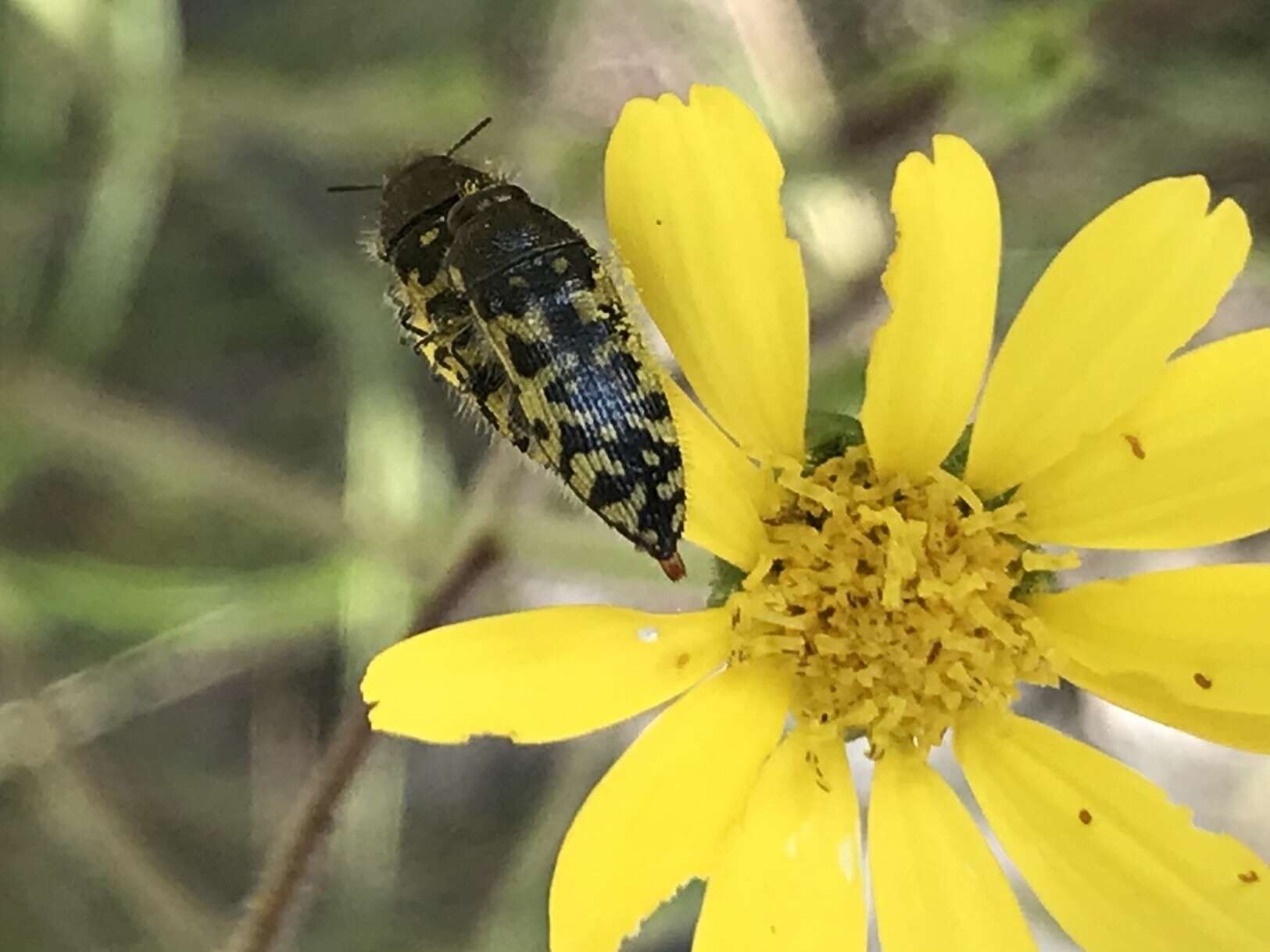 Image of Acmaeodera decipiens Le Conte 1866