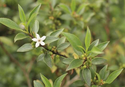 Myoporum viscosum R. Br. resmi