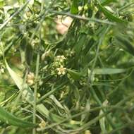 Orthosia angustifolia (Turcz.) Liede & Meve的圖片