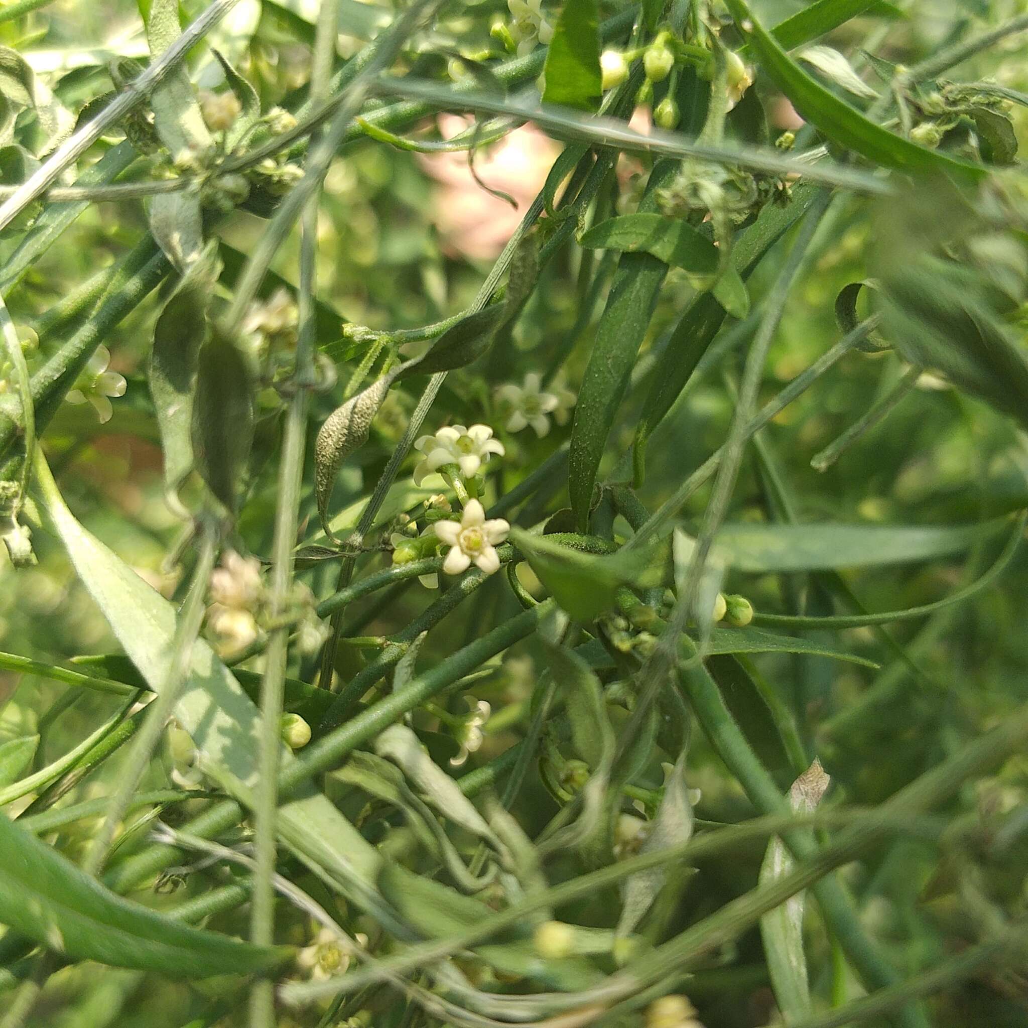 Image of Wiggins' swallow-wort