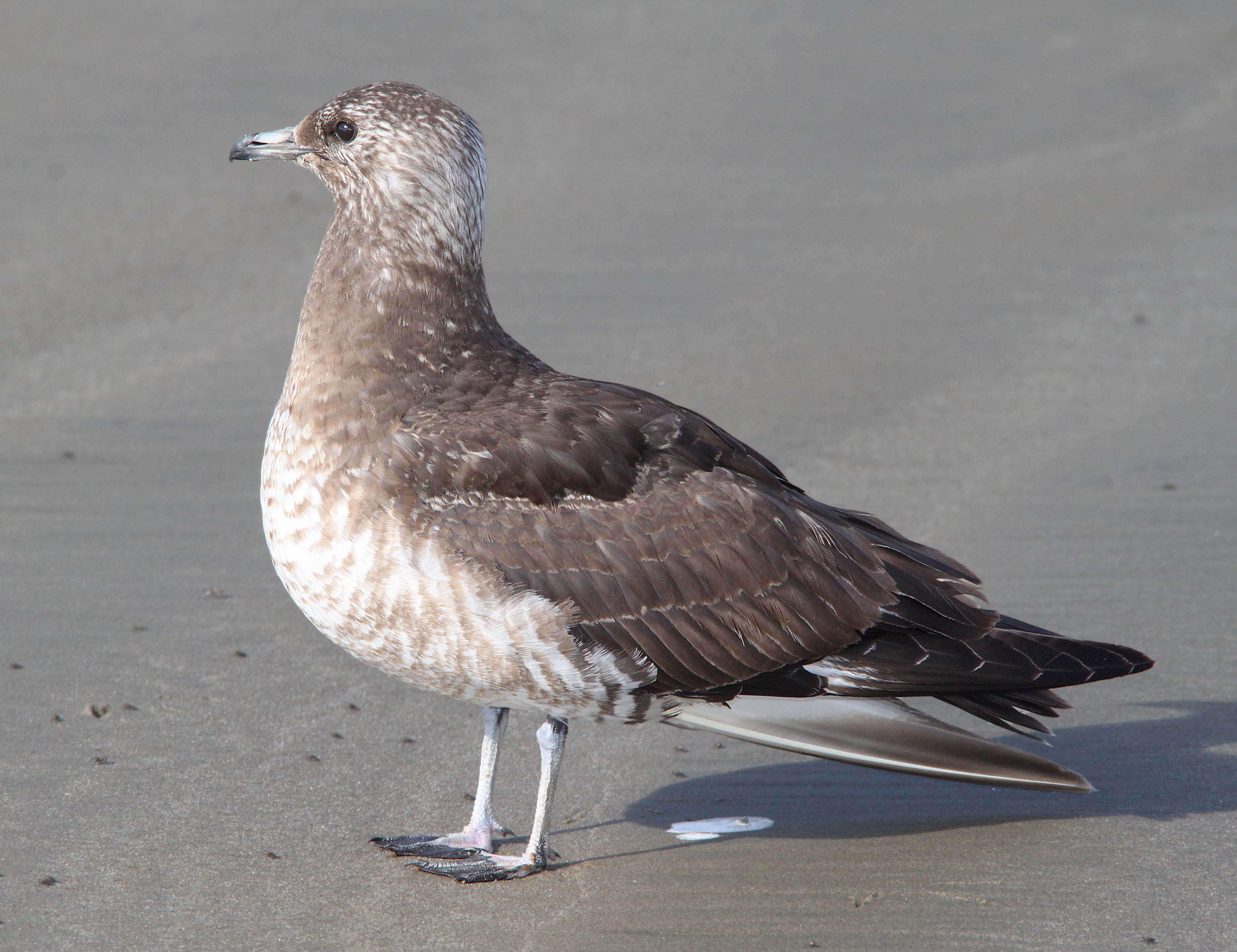 Image of Arctic Skua