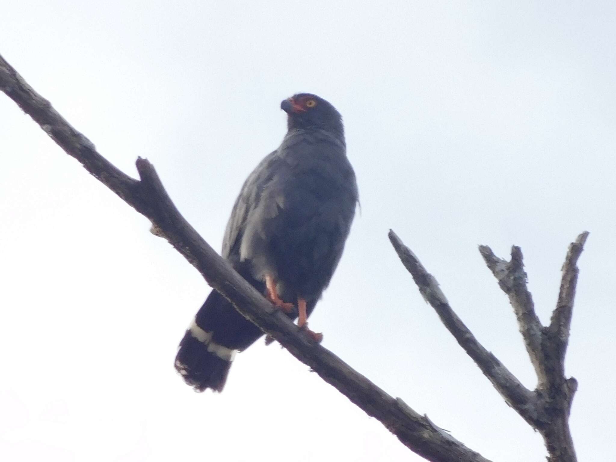 Image of Slate-colored Hawk