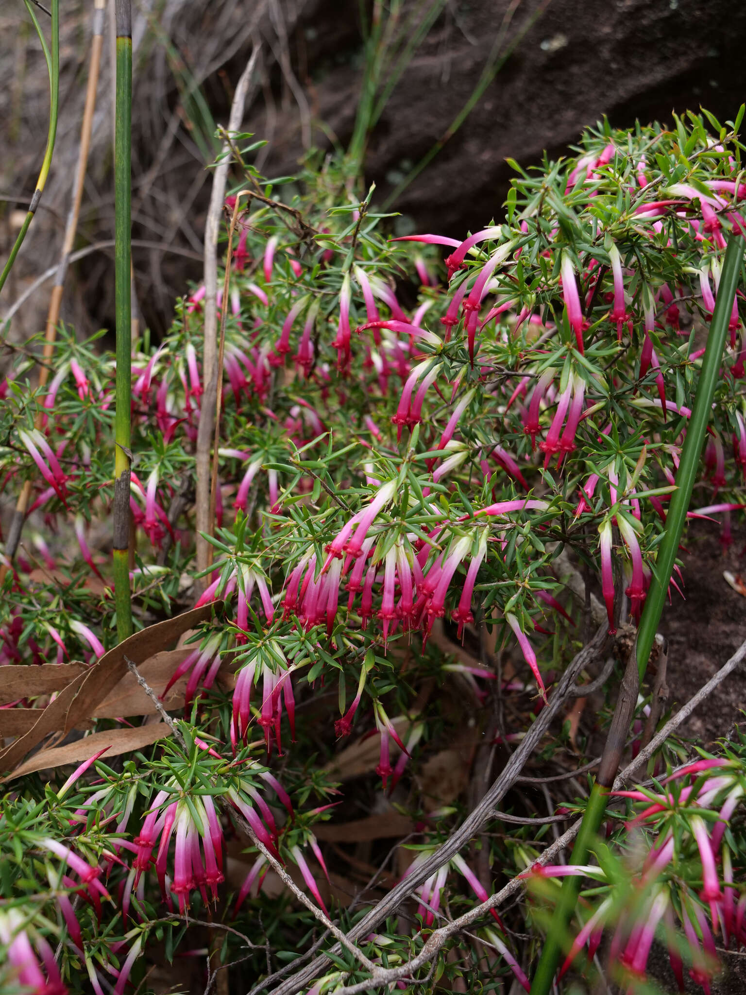 Sivun Styphelia tubiflora Sm. kuva