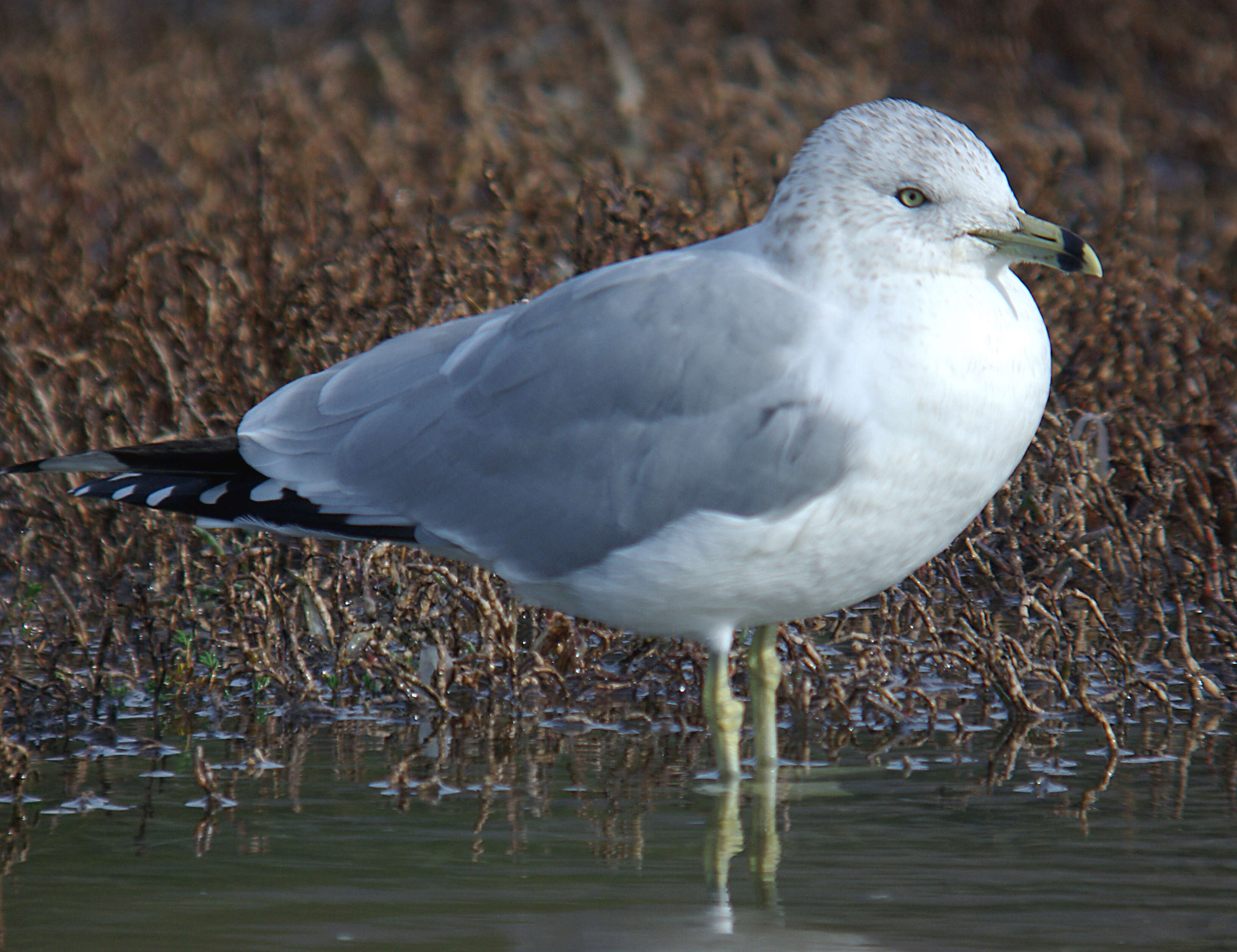 Image of Ring-billed Gull