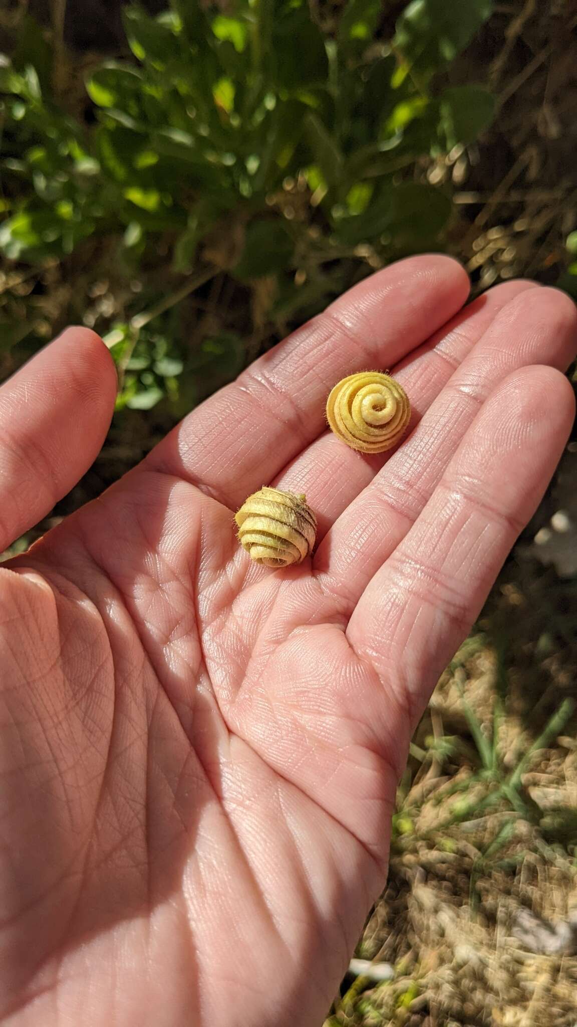 Image of snail medick