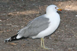 Image of California Gull