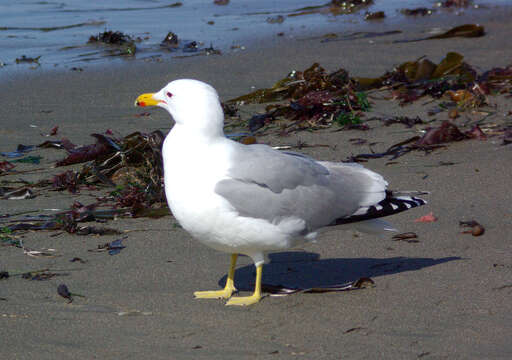 Larus californicus Lawrence 1854 resmi