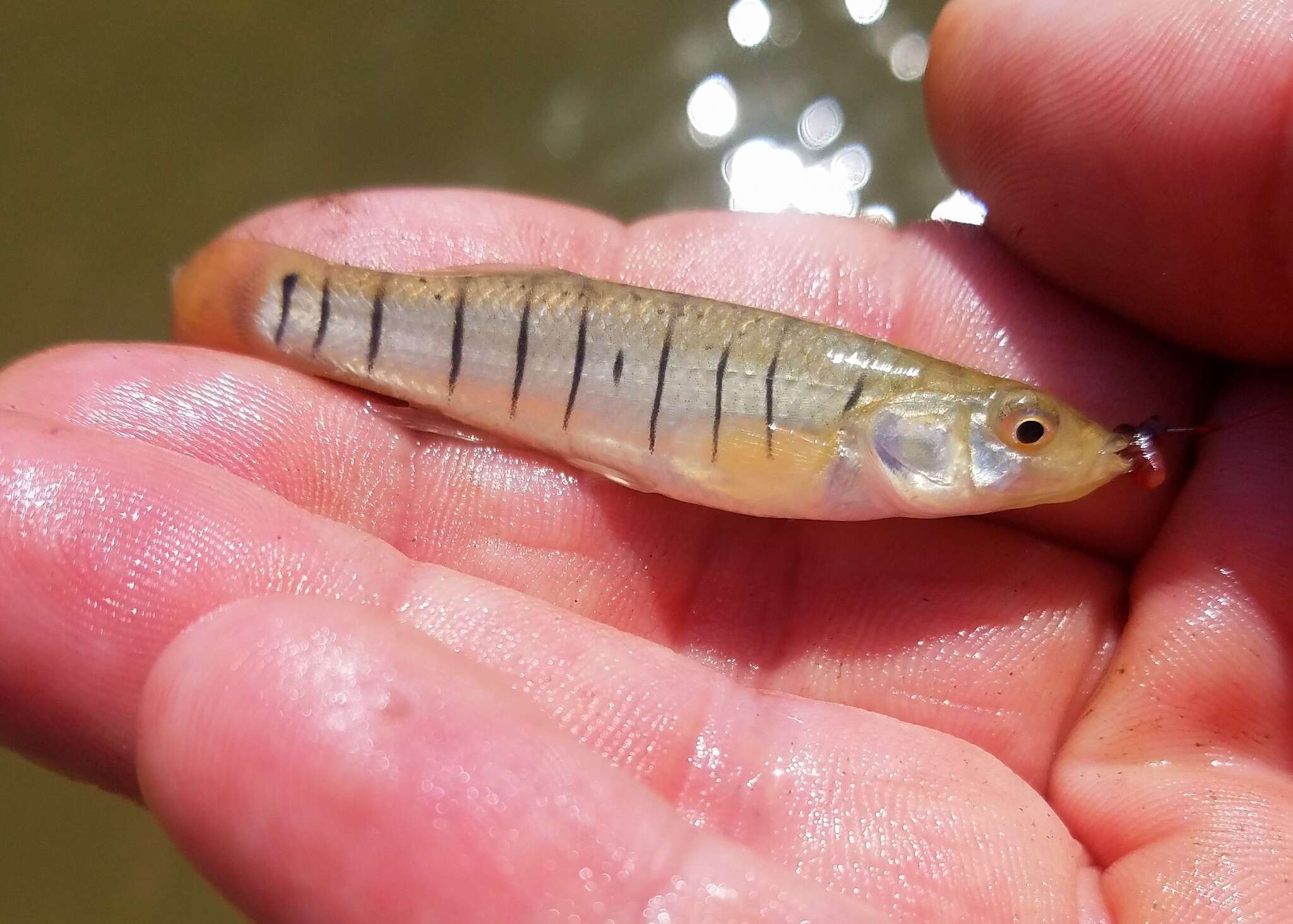 Image of Striped Killifish