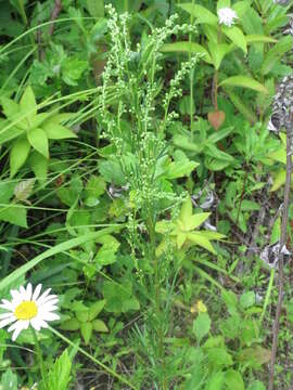 Image of Artemisia manshurica (Kom.) Kom.