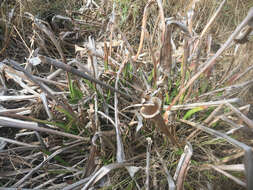 Image of Yellow pitcher plant