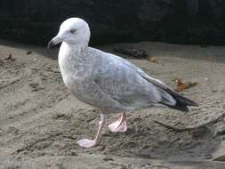 Image of American Herring Gull