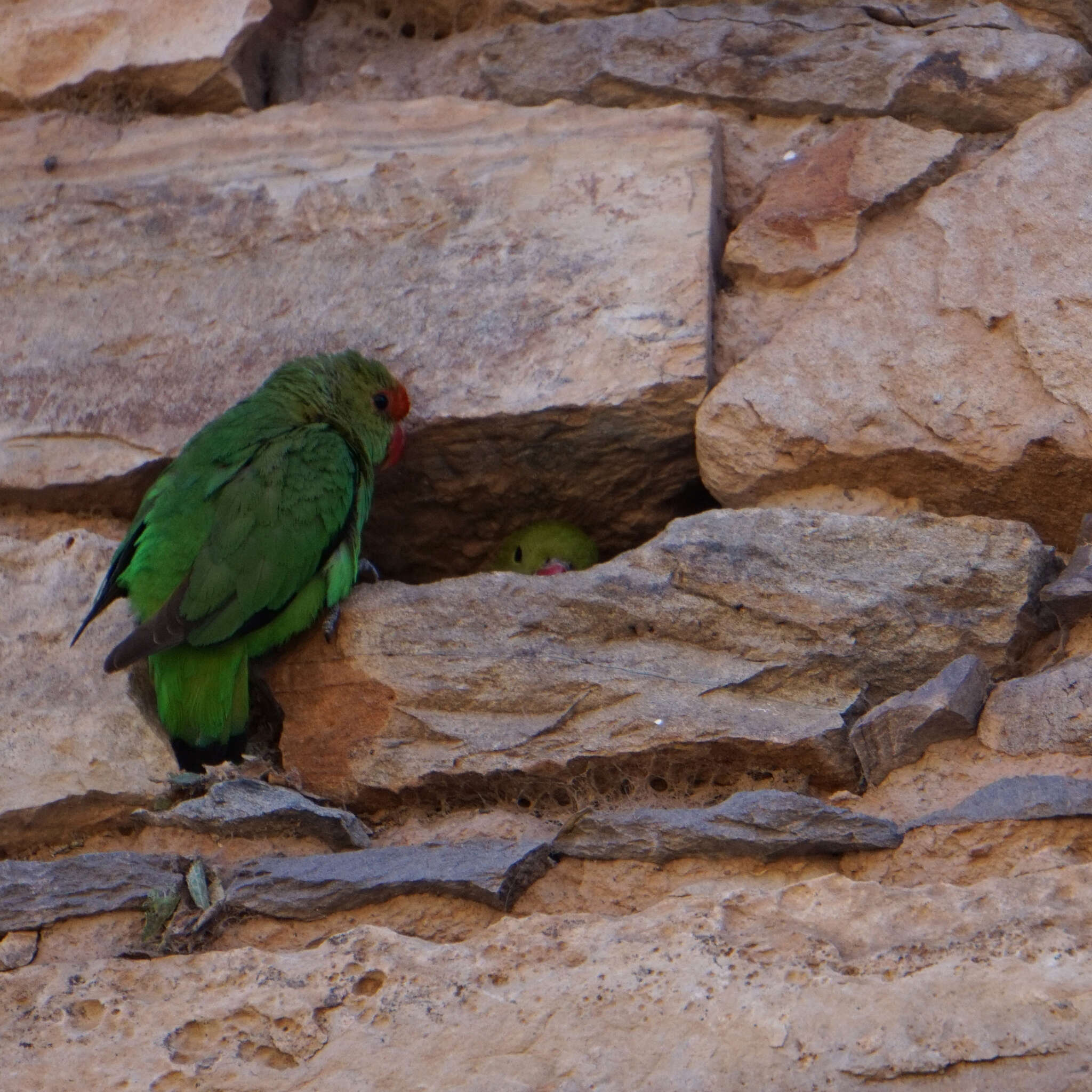 Image of Black-winged Lovebird