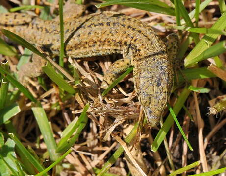 Image of Columbretes Wall Lizard