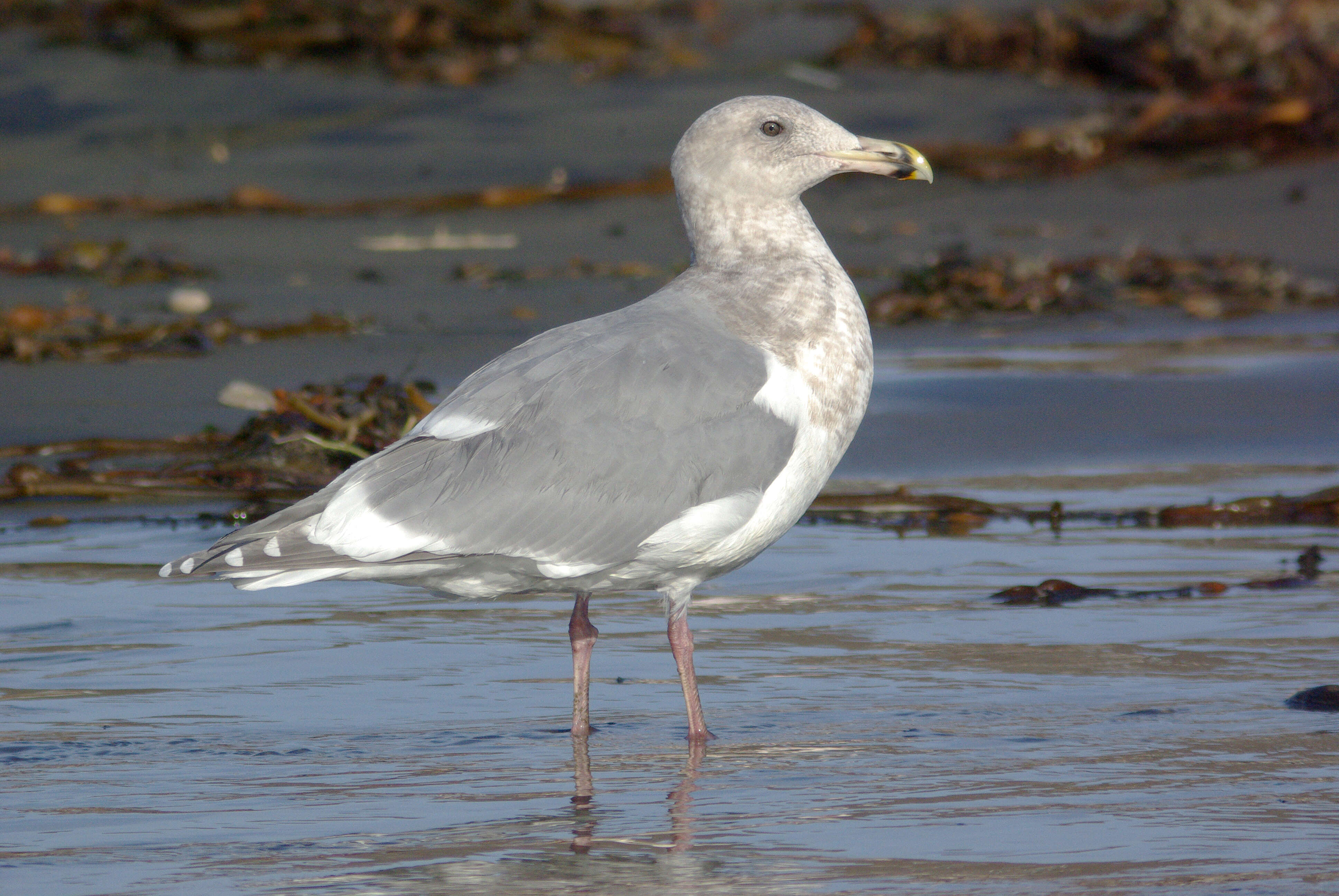 Image of Glaucous-winged Gull