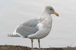 Image of Glaucous-winged Gull