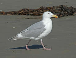 Image of Glaucous-winged Gull