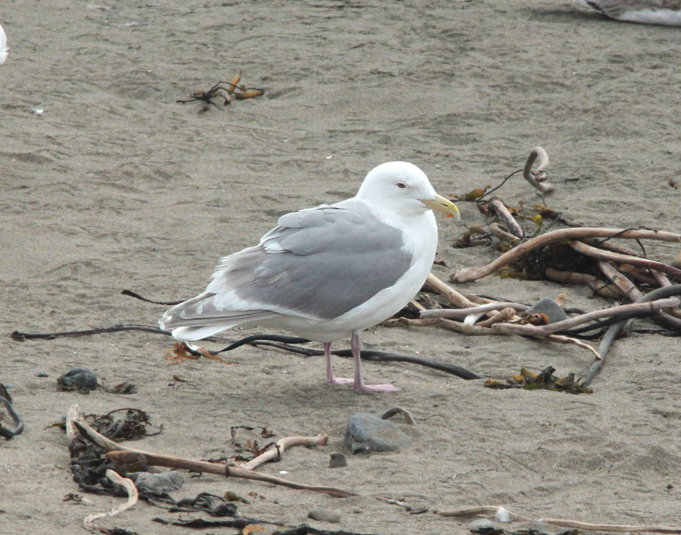 Image of Glaucous-winged Gull