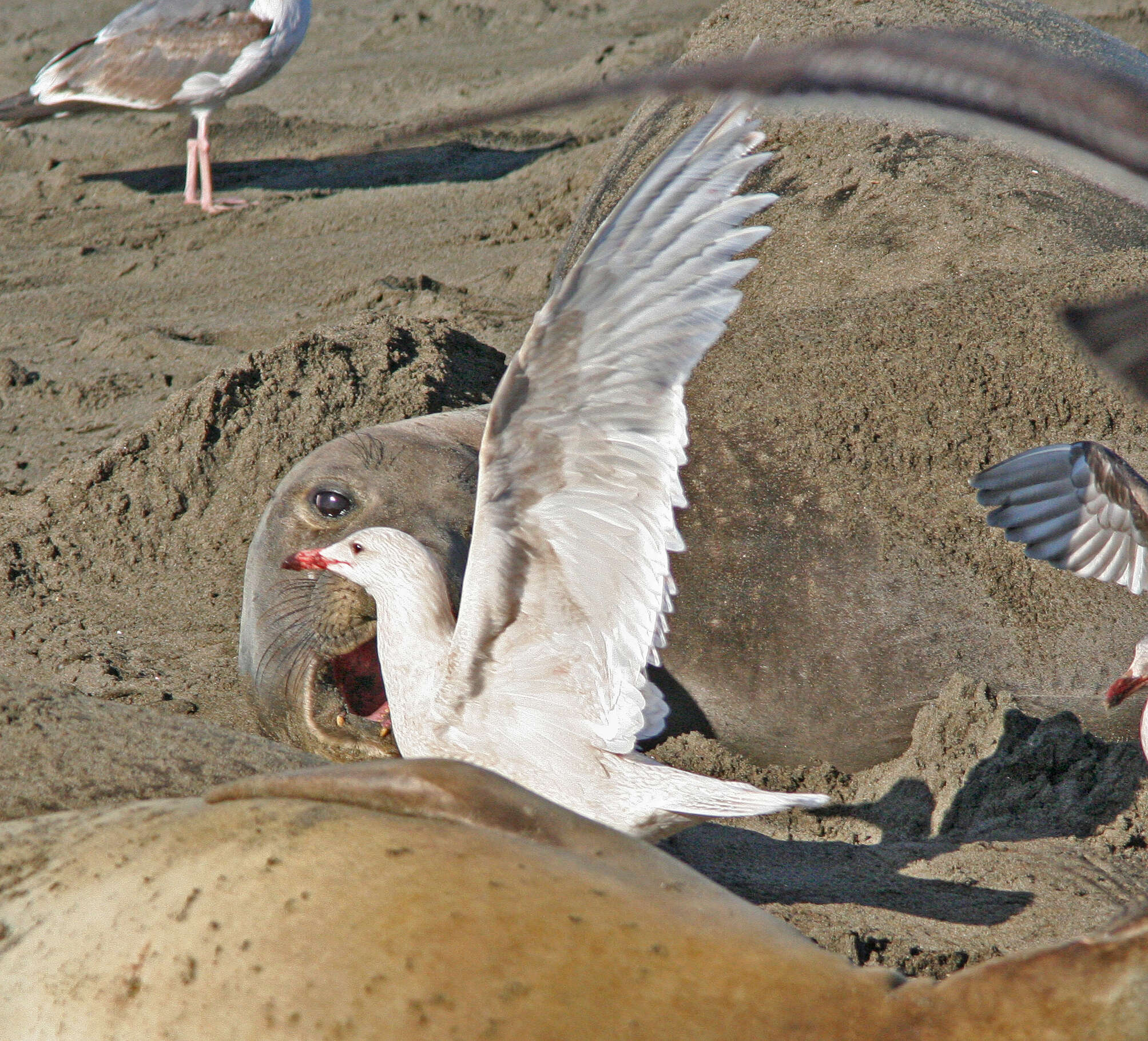 Image of Glaucous Gull