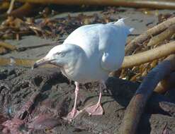 Image of Glaucous Gull