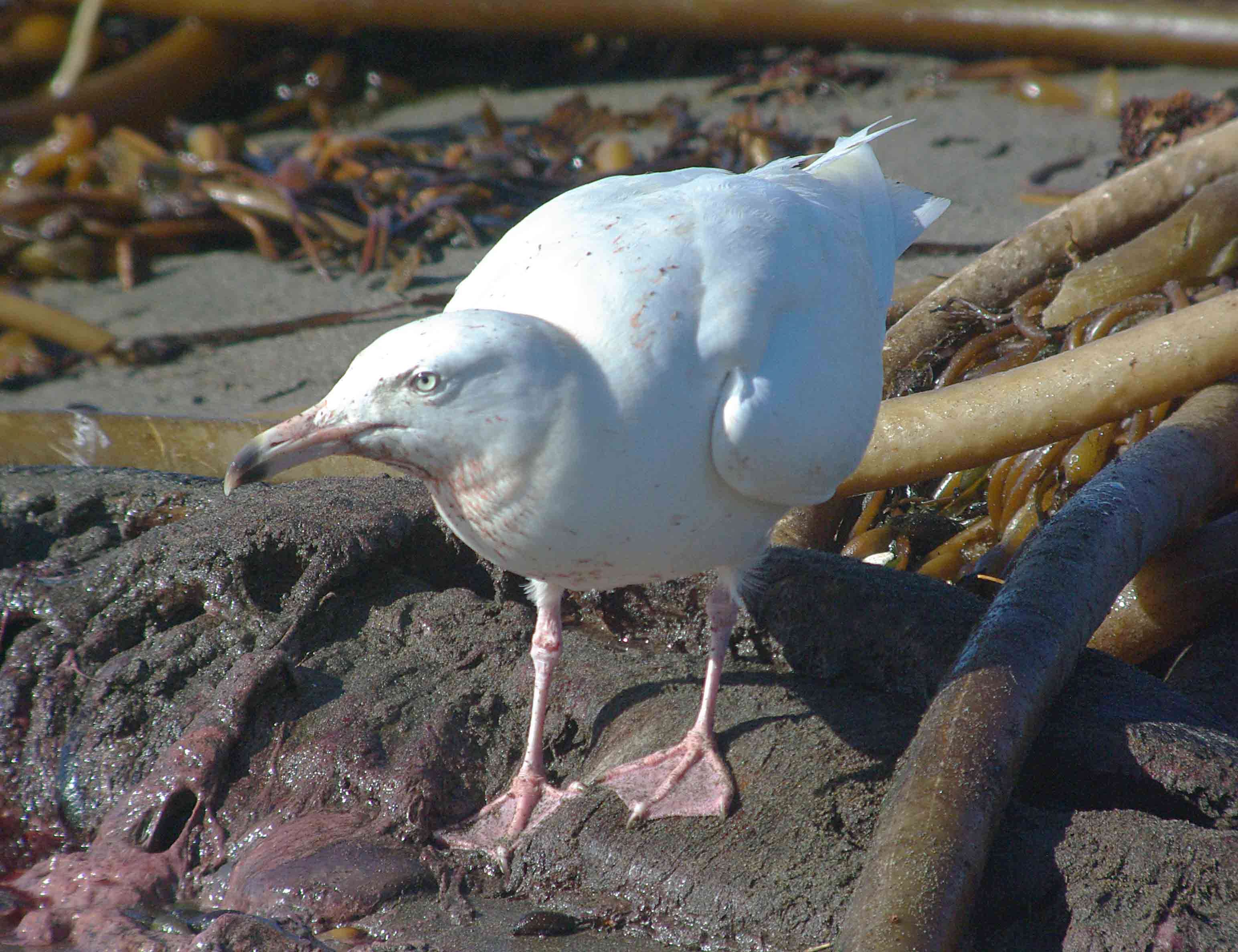 Image of Glaucous Gull