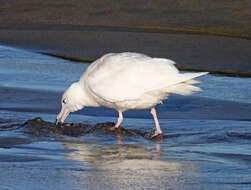 Image of Glaucous Gull