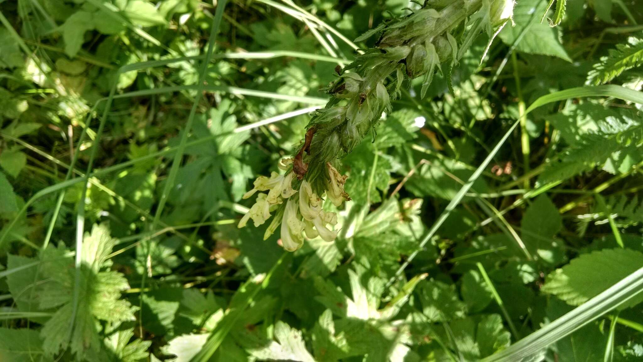 Image of Pedicularis kaufmannii Pinzger